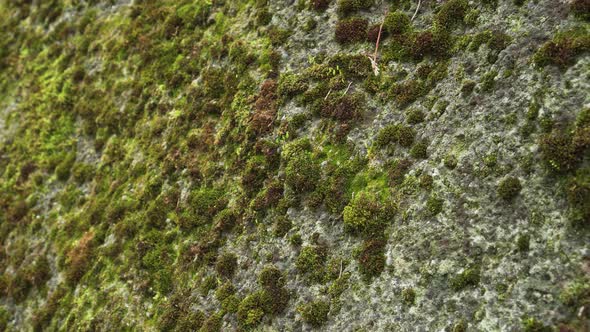 Moss on a mountain rock close up