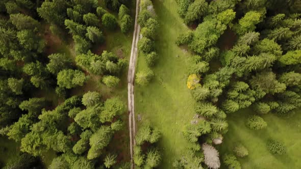 Top shot of a natural path next to a fir trees forest. aerial drone. swiss alps