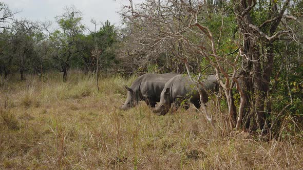 African Wild Rhinos Grazing Among The Bushes In The Reserve