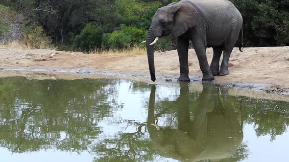 Lone African elephant bull drinking water stretching his trunk with beautiful reflection