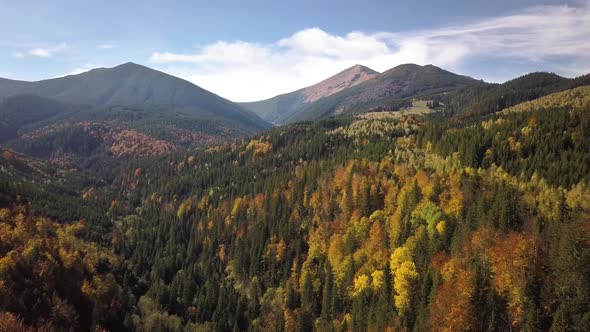 Aerial view of autumn mountain landscape with evergreen pine trees and yellow fall forest