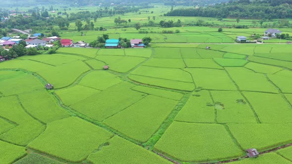 Aerial view drone flying over of agriculture in paddy rice fields for cultivation.