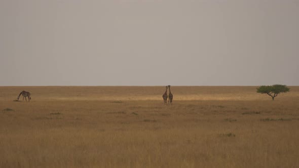 Three giraffes in Masai Mara