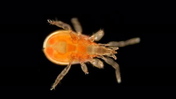 a Tick of the Order Mesostigmata Under a Microscope, Class Arachnida, Superorder Parasitiformes