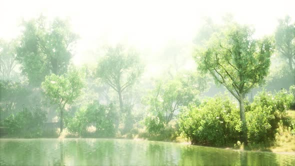 Tranquil Pond Framed By Lush Green Woodland Park in Sunshine