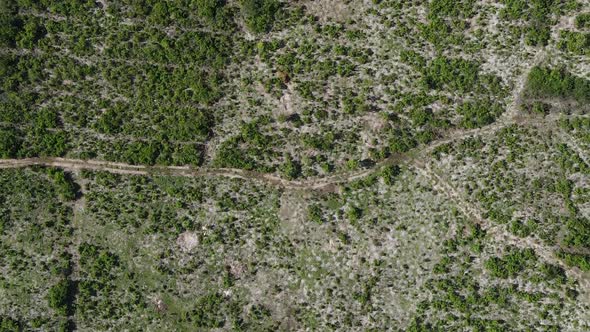 Zanzibar Tanzania  Ocean Shore Covered with Green Thickets Vertical Video Aerial View