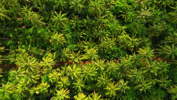 4K Aerial view drone fly over coconut trees, Green and yellow treetops.