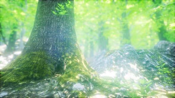 Sunbeams Shining Through Natural Forest of Beech Trees