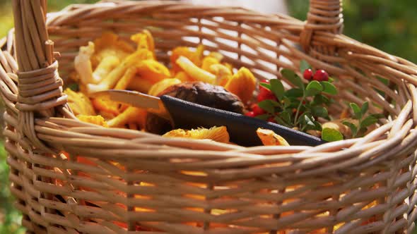 Wicker Basket with Mushrooms and Berries in Forest