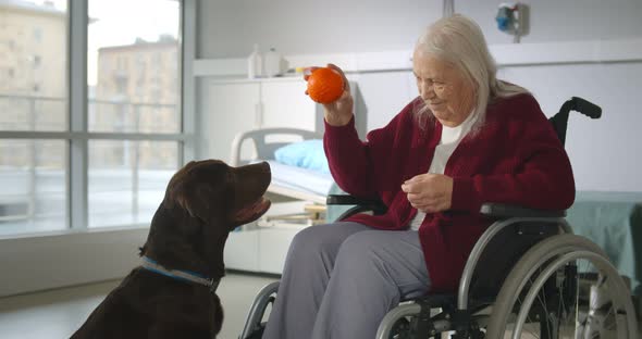 Disabled Old Lady in Wheelchair Holding Ball Playing with Dog in Nursing Home