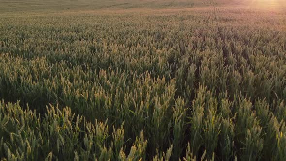 Wheat field, ripening ears of wheat, the glow of the bright evening sun, sunset.