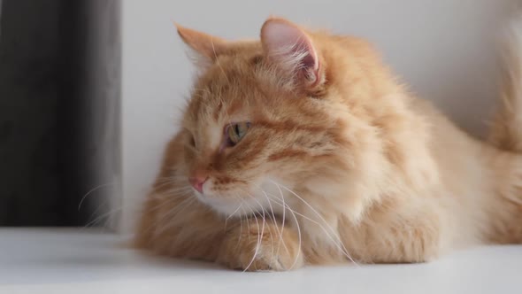 Cute Ginger Cat Lying on Window Sill. Fluffy Pet Sits at Home in Quarantine Without Walking Outside