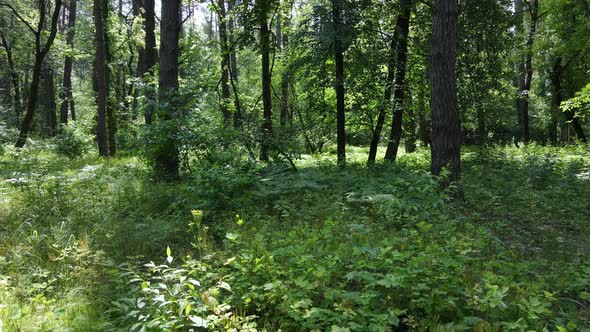 Beautiful Green Forest on a Summer Day Slow Motion