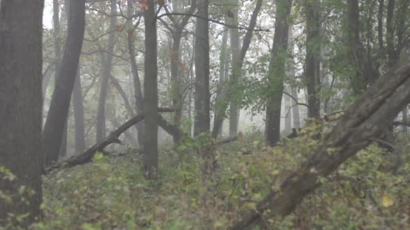 slow motion shot of a foggy forest