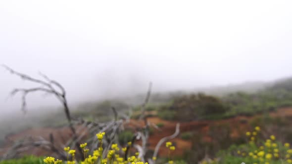 Plants And Rocks Of Misty Landscape