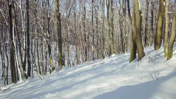 Floating forward in winter forest