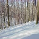 Floating forward in winter forest - VideoHive Item for Sale