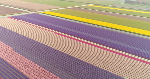 Aerial view of colorful blossoming fields of tulips in Lisse, Netherlands.