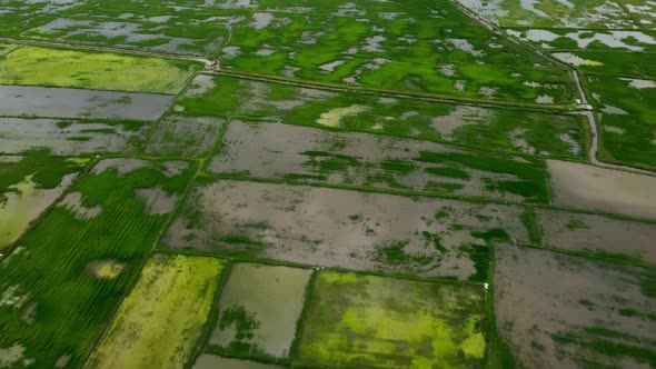 Green rice field flood. Cultivation at rural kampung