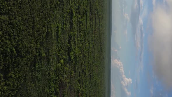 Zanzibar Tanzania  Coast of Island Covered with Thickets Slow Motion