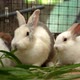 Group of the furry and fluffy cute small rabbit is eating green leaves with deliciousness - VideoHive Item for Sale