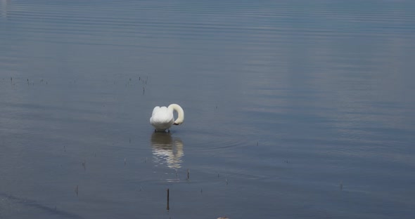 Wild swan swim in the lake