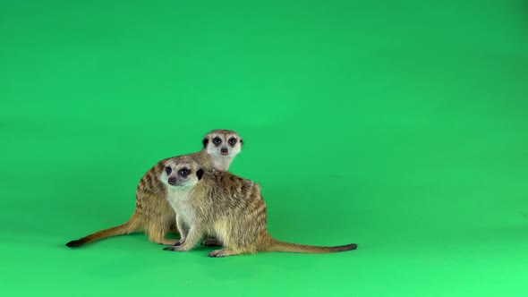 Two Meerkats Isolated on a Green Background Screen.