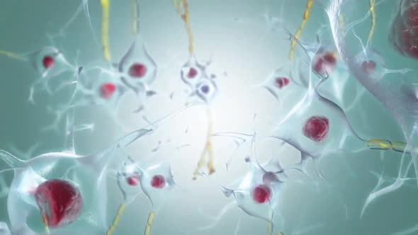 Motor Neuron and Muscle Relationships