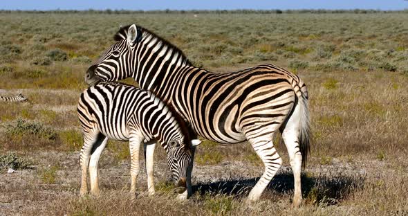 Zebra with calf Etosha, Namibia, Africa safari wildlife