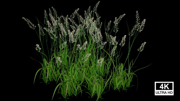 Holcus Grass Growing