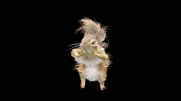 Squirrel Dancing HD