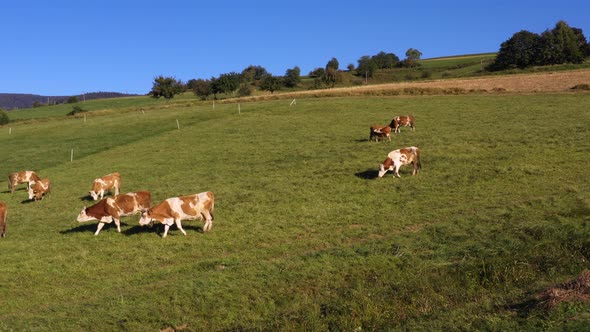 Catlle herd grazing on mountain pasture, aerial footage, rural scene, 4k UHD, high angle, ecological