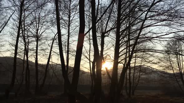 Walking on a forest road, early spring season, with beautiful light coming from sunset