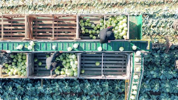 Harvester Conveyor with Cabbage and Farmers Sorting It