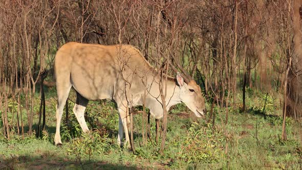 Eland Antelope In Natural Habitat - South Africa