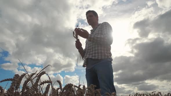 Farmer examining wheat