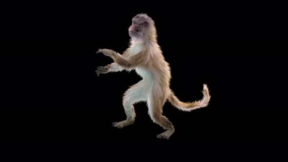 Monkey Dance 4K