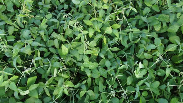 Green Soybean Leaves Ripening of the Crop Good Growth of Crops