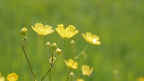 Creeping buttercups beautiful yellow flower in the green field close-up 4K 2160p 30fps UltraHD foota