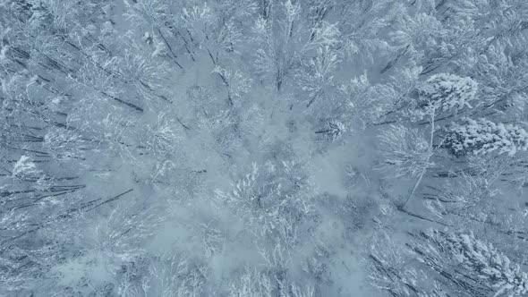 Aerial shot: spruce and pine winter forest completely covered by snow.