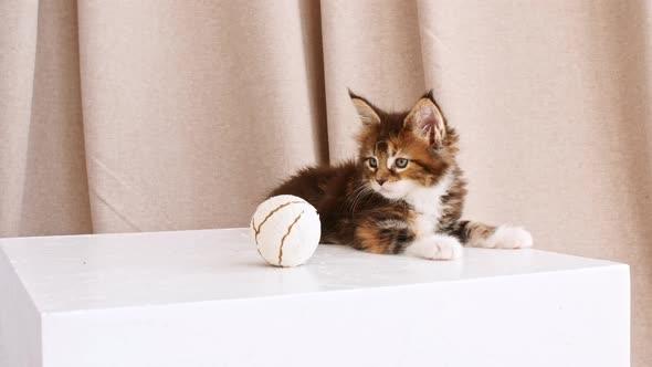 Striped Grey Kitten Play with a Ball