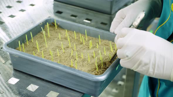 Close Up Gloved Hands of Lab Worker Reviews Growing Young Green Sprouts in Soil in Small Box in