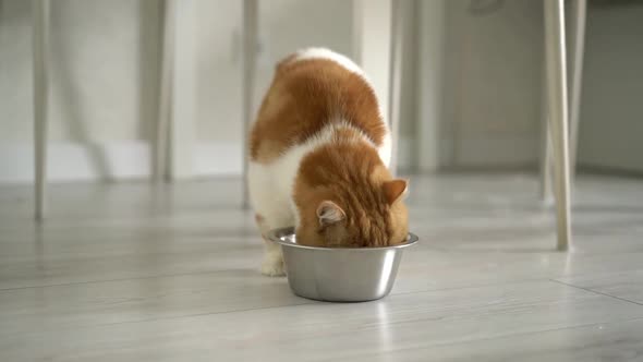 Cute Ginger Cat Eats From Bowl at Home in Kitchen