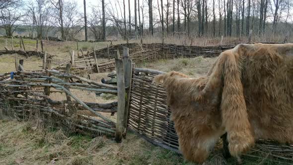 Animal hide drying on a wooden fence in Valon Nature Reserve in Sweden