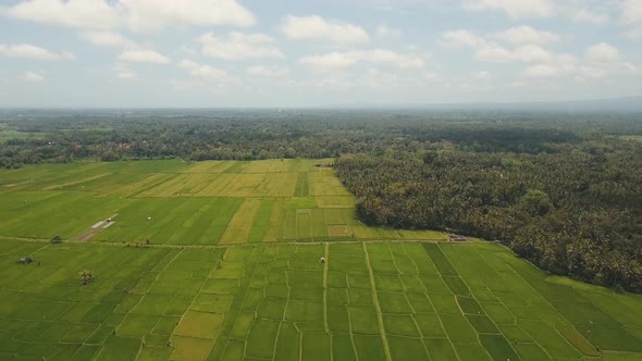 Terrace Rice Fields BaliIndonesia