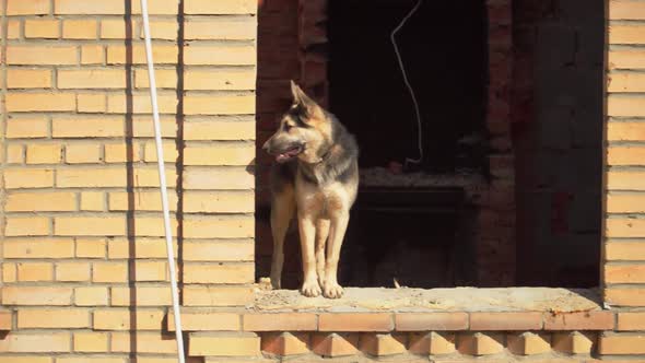 Watchdog Stands on Abandoned Brick Cottage Windowsill