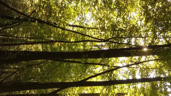 Vertical Video Autumn Forest with Trees in Ukraine Slow Motion