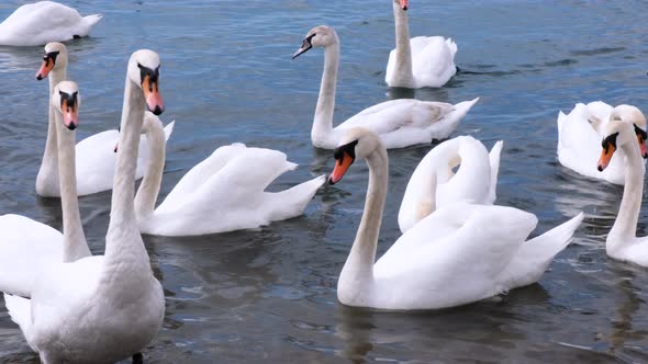 White swans swim in the sea near the shore