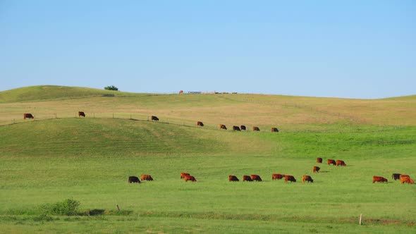 Red Scottish cows graze in the meadow