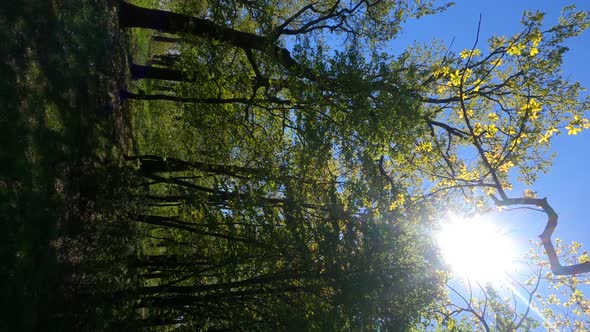 Vertical Video of the Forest in the Spring on a Sunny Day